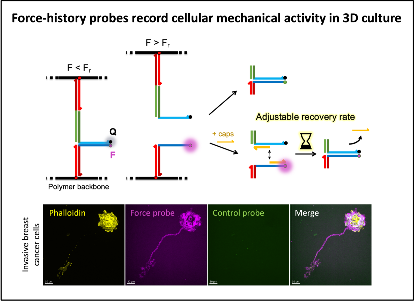 DNA force-history probes recording cellular mechanical activity in 3D culture