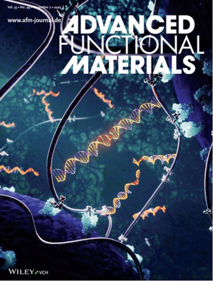 Advanced Functional Materials cover art showing DNA-programmed matrix environments