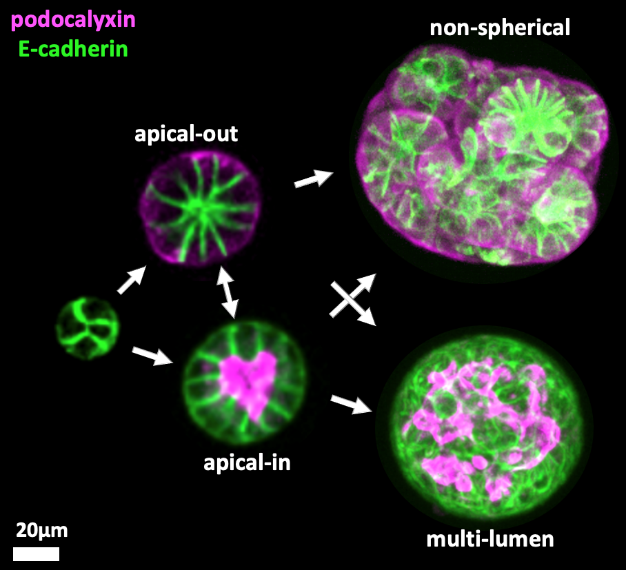 Fluorescence microscopy images showing podocalyxin and E-cadherin distributions in MDCK epithelial structures